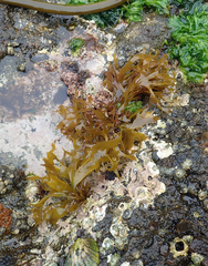 Pachymenia dichotoma