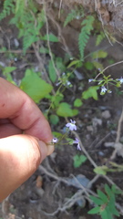 Lobelia goldmanii