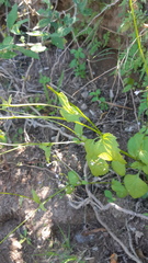 Lobelia goldmanii