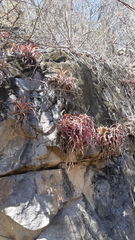 Tillandsia capitata