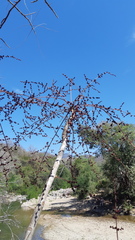 Comocladia mollissima