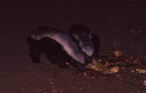 Mellivora capensis