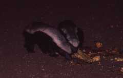 Mellivora capensis