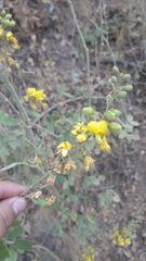 Erythrostemon mexicanus