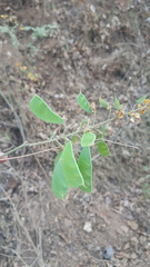 Erythrostemon mexicanus