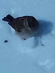 Spizelloides arborea