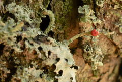 Cladonia didyma