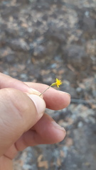 Oxypappus scaber