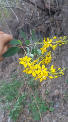 Galphimia glauca