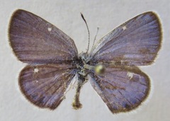 Hemiargus ceraunus astenidas
