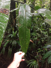 Heliconia longiflora