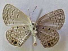 Hemiargus ceraunus astenidas
