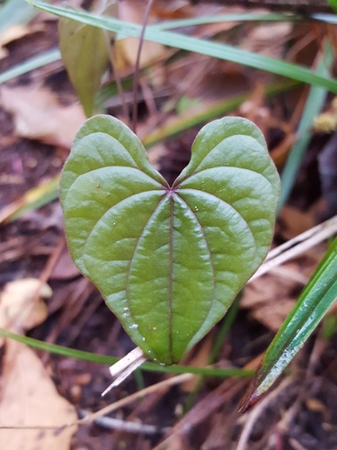 Florida yam (Dioscorea floridana)