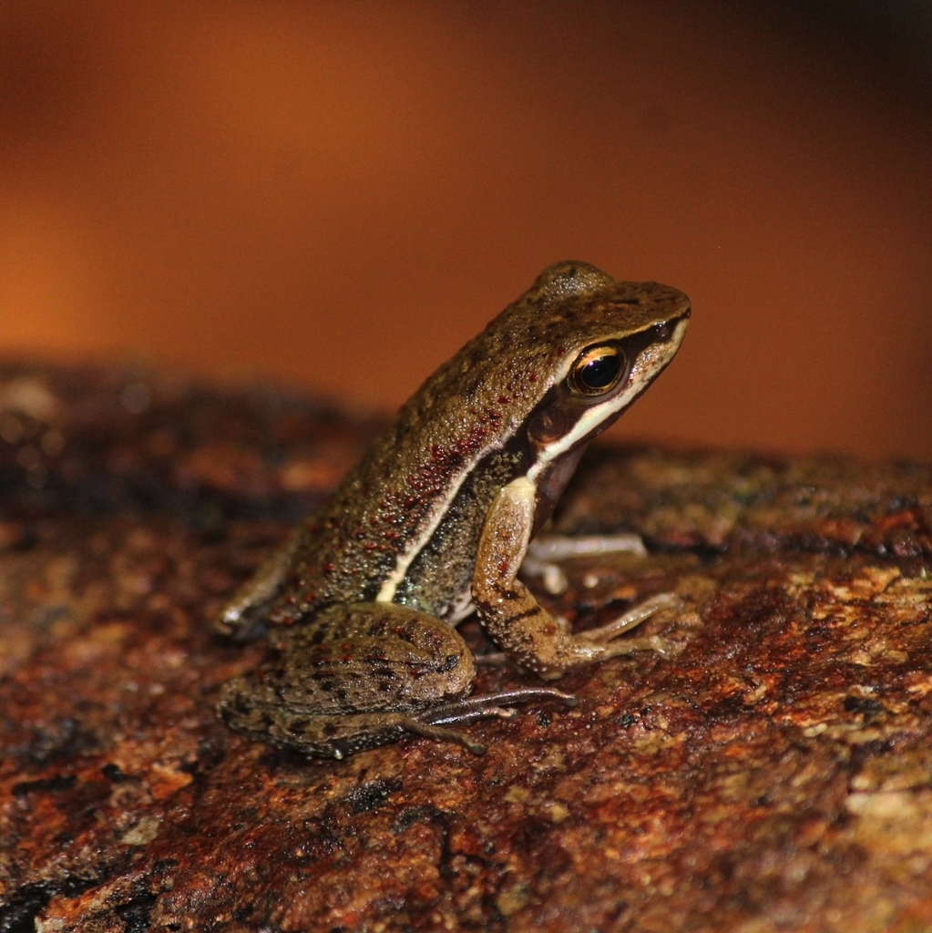 Belo Horizonte Tree Toad