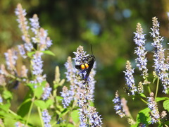 Pygodasis ephippium ephippium