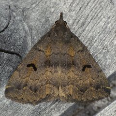 Phalaenostola hanhami