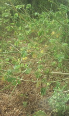 Senna obtusifolia