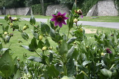 Dahlia purpusii