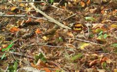 Pheucticus ludovicianus