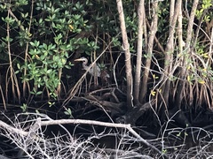 Ardea herodias