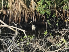 Ardea herodias