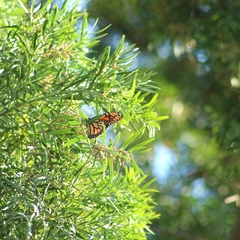 Danaus plexippus