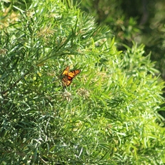 Danaus plexippus