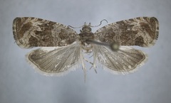 Olethreutes rusticanum