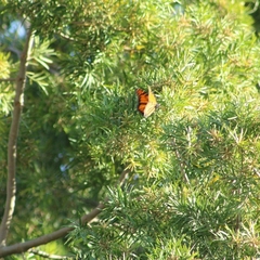 Danaus plexippus