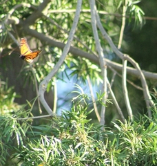 Danaus plexippus