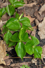 Trillium flexipes