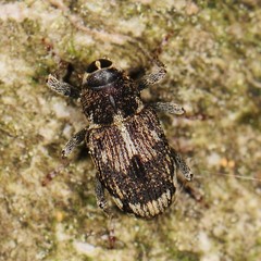 Acoptus suturalis
