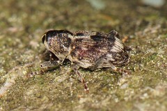Acoptus suturalis