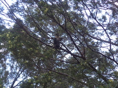 Cercopithecus mitis kolbi