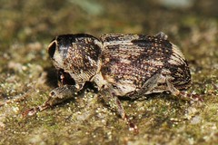 Acoptus suturalis