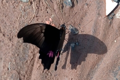 Heraclides anchisiades