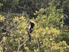 Anhinga anhinga