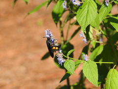 Pygodasis ephippium ephippium