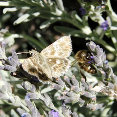 Muschampia baeticus