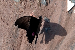 Heraclides anchisiades