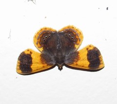 Opisthoxia fasciata