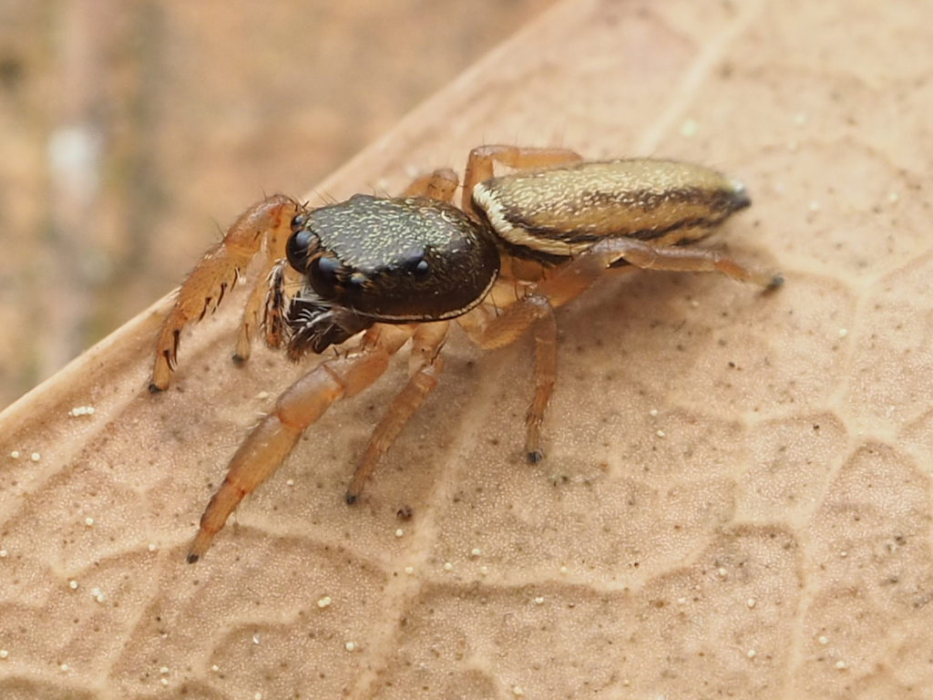 Toothed slender jumping spider