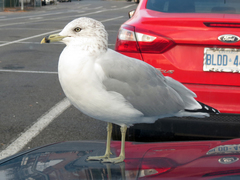 Larus delawarensis