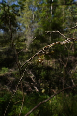 Sarcochilus dilatatus