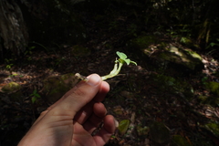 Cheirostylis notialis