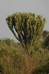 Euphorbia candelabrum