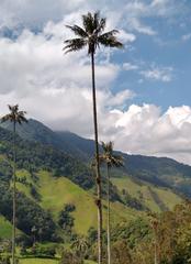 Ceroxylon quindiuense