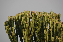 Euphorbia candelabrum
