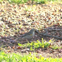 Setophaga coronata