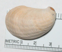 Crepidula norrisiarum
